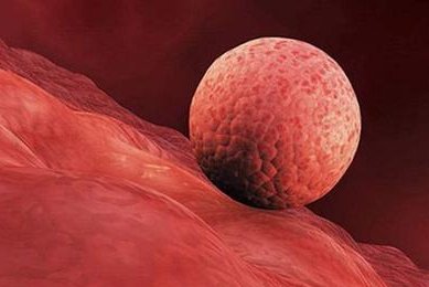 杭州地区有哪些私立的机构可以做试管技术？受精卵着床成功后女性体内剩下的卵泡会消失吗？